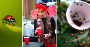 A triptych of images: on the left, a close-up of a vibrant ladybug on a green leaf; in the center, a young girl in a scout uniform pouring a drink; on the right, a white cup with several ladybugs inside.