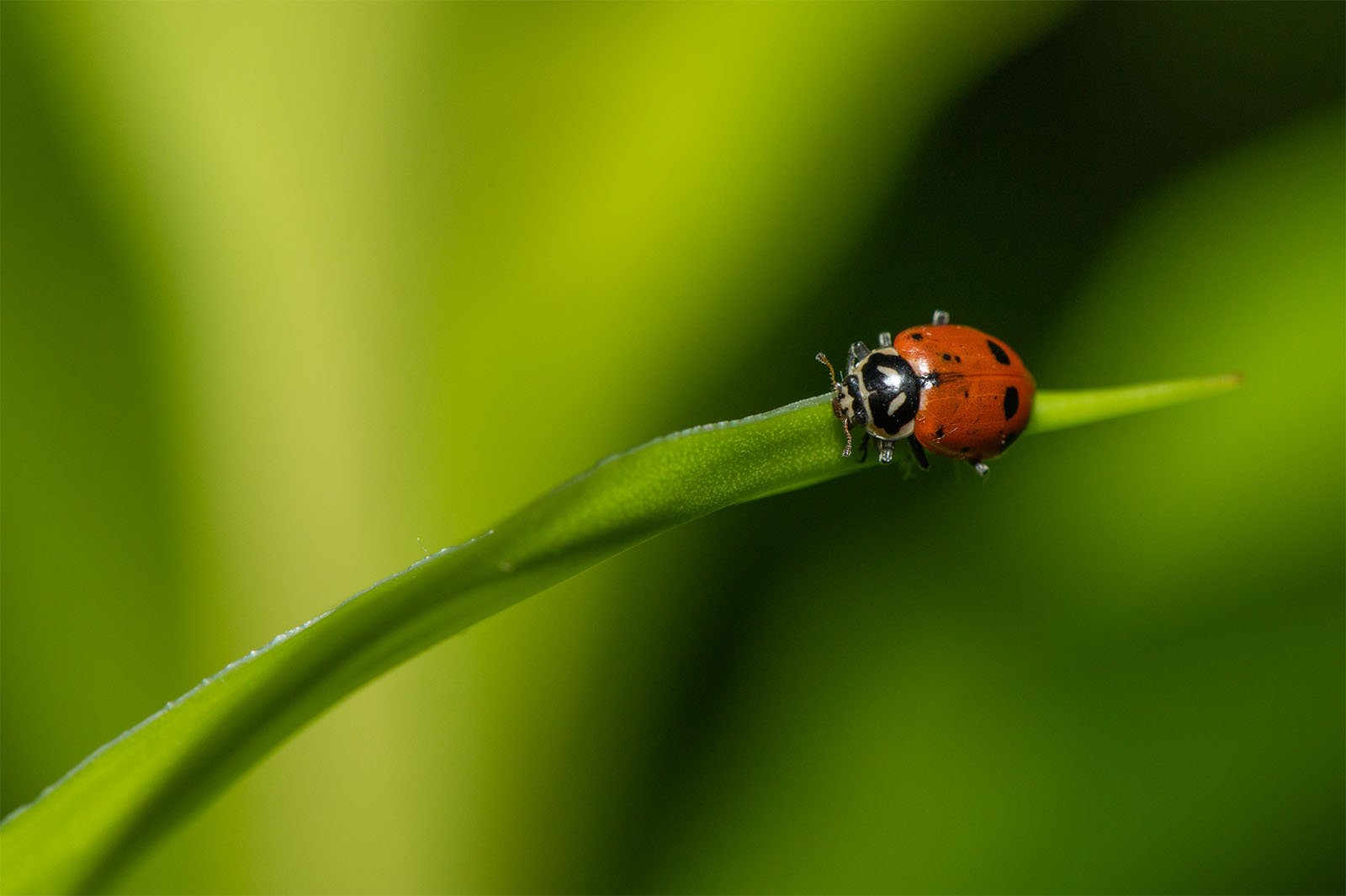 A bright red ladybug with black spots crawls along the tip of a vibrant green leaf against a soft-focused green background.