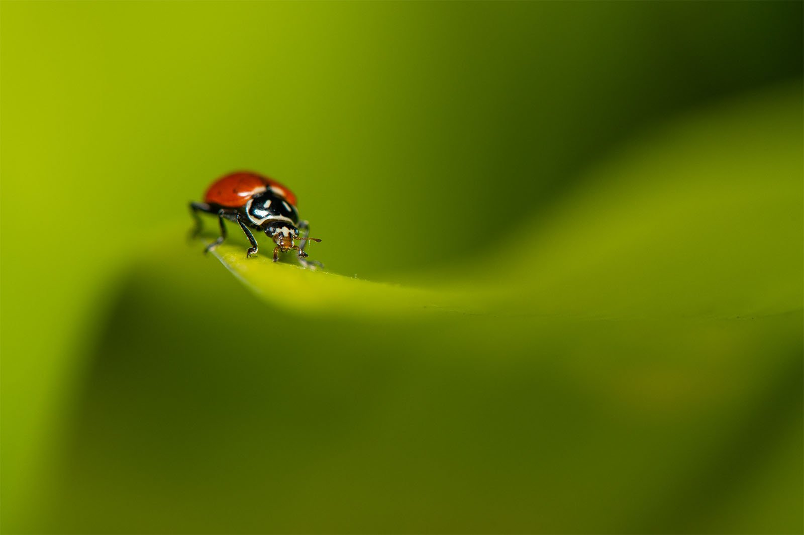 A ladybug at the edge of a vibrant green leaf, with a soft-focus green background, highlighting the bright red and black pattern of the ladybug.