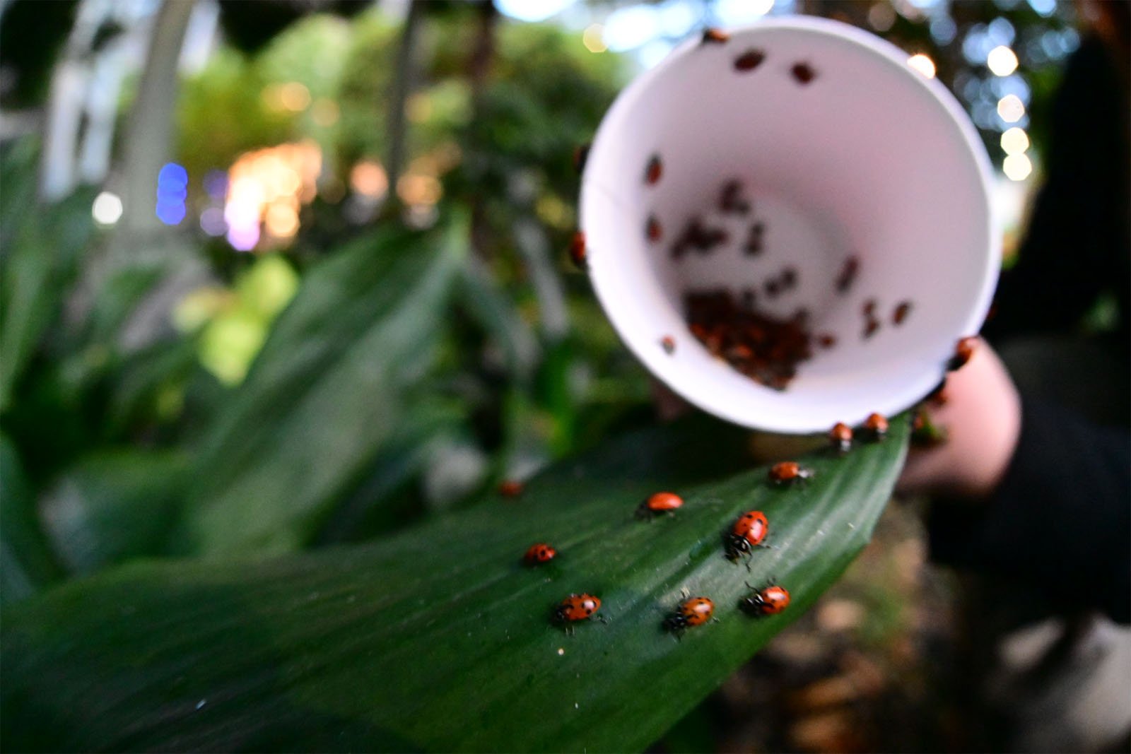 A hand tipping a cup with ladybugs onto a large green leaf, scattering the insects close-up in a lush, leafy environment.