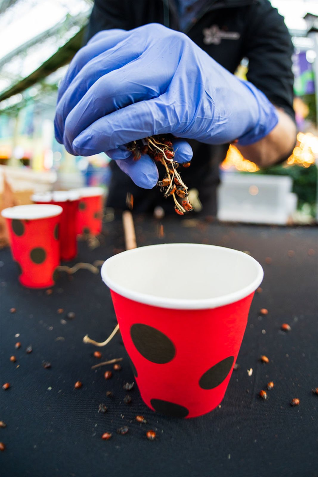 A person wearing a blue glove sprinkles cloves into a red cup adorned with black polka dots, standing at an outdoor table with more cups and cloves visible.