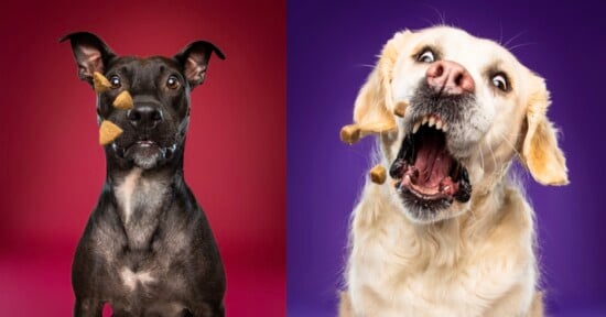 dog photographer catching treat viral fun portraits keegan o'neil floofy studios