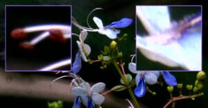 Three panels showing blurred and magnified views of a small object alongside clearer images of delicate blue flowers with green foliage, suggesting a focus on details and textures.