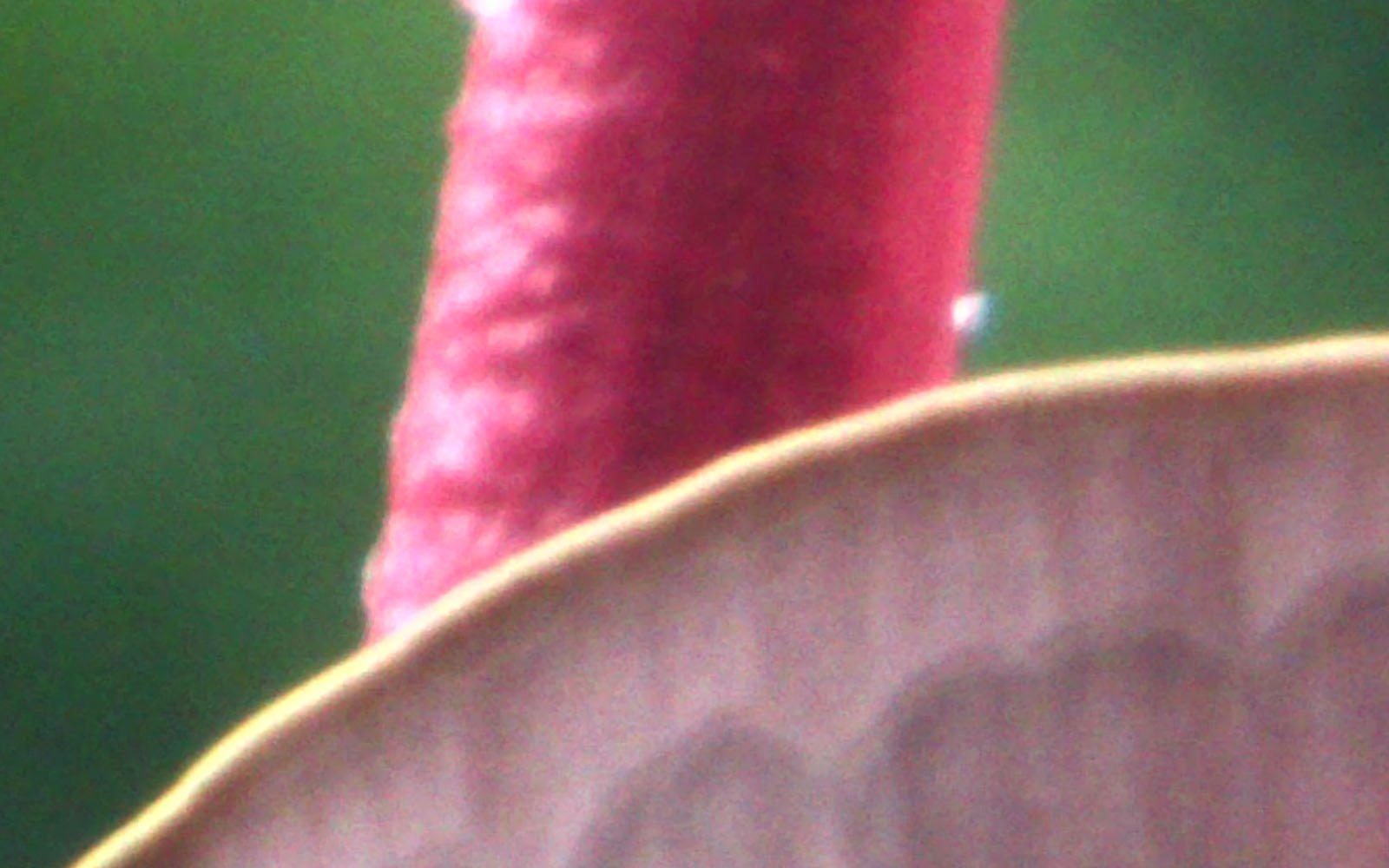 Blurred close-up image featuring part of a red object with a smooth texture and a brown curved edge possibly part of a leaf or petal, set against a soft green background.