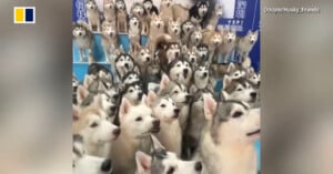 A video shows a crowd of huskies.