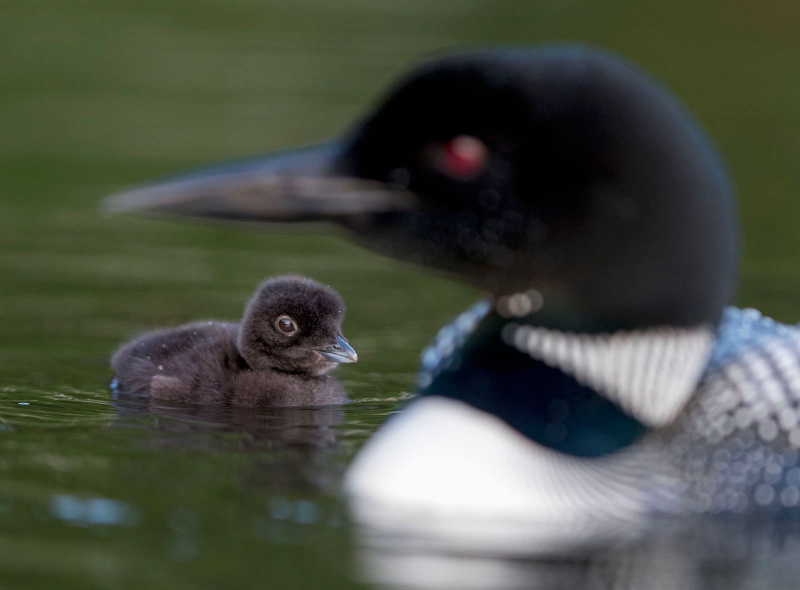A close-up of a loon swimming on water, accompanied by its fluffy, dark brown chick. the adult loon's striking black and white patterned plumage contrasts with the chick's simple brown feathers.