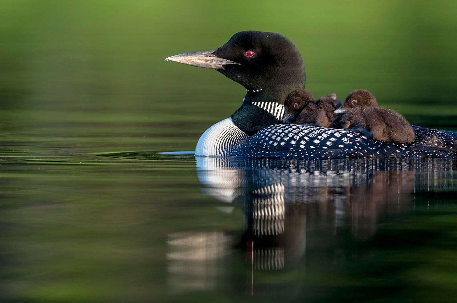 A common loon with a sleek black head and speckled body floats on calm water, carrying two fluffy brown chicks on its back. the bird's distinct red eyes prominently stand out.