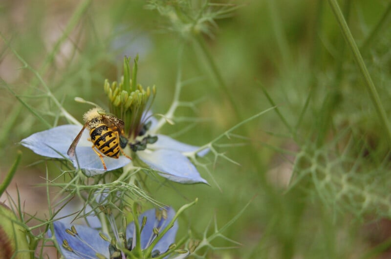 A bee sits on a pale blue flower. 