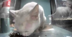 meow camera live webcam stray cats