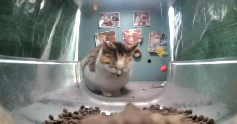 A stray cat is filmed eating kibble on the live webcam.