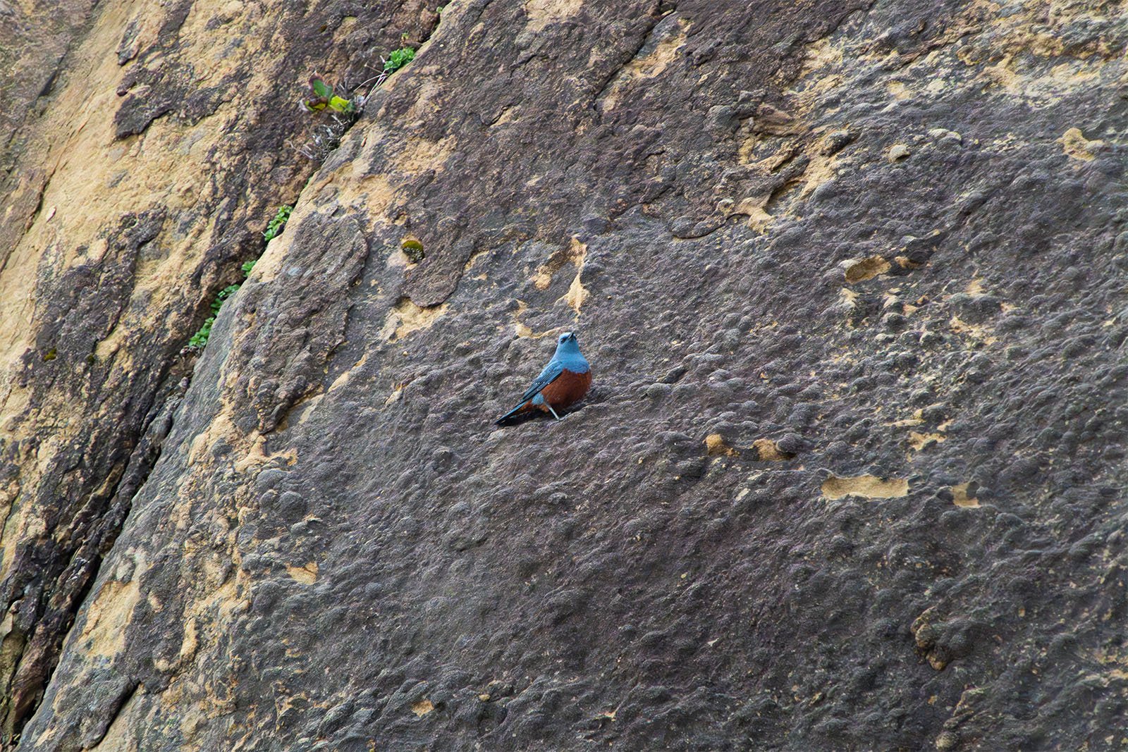 A blue bird with a rusty-red breast perched on a rugged, textured rock surface, with small plants sprouting in the background.