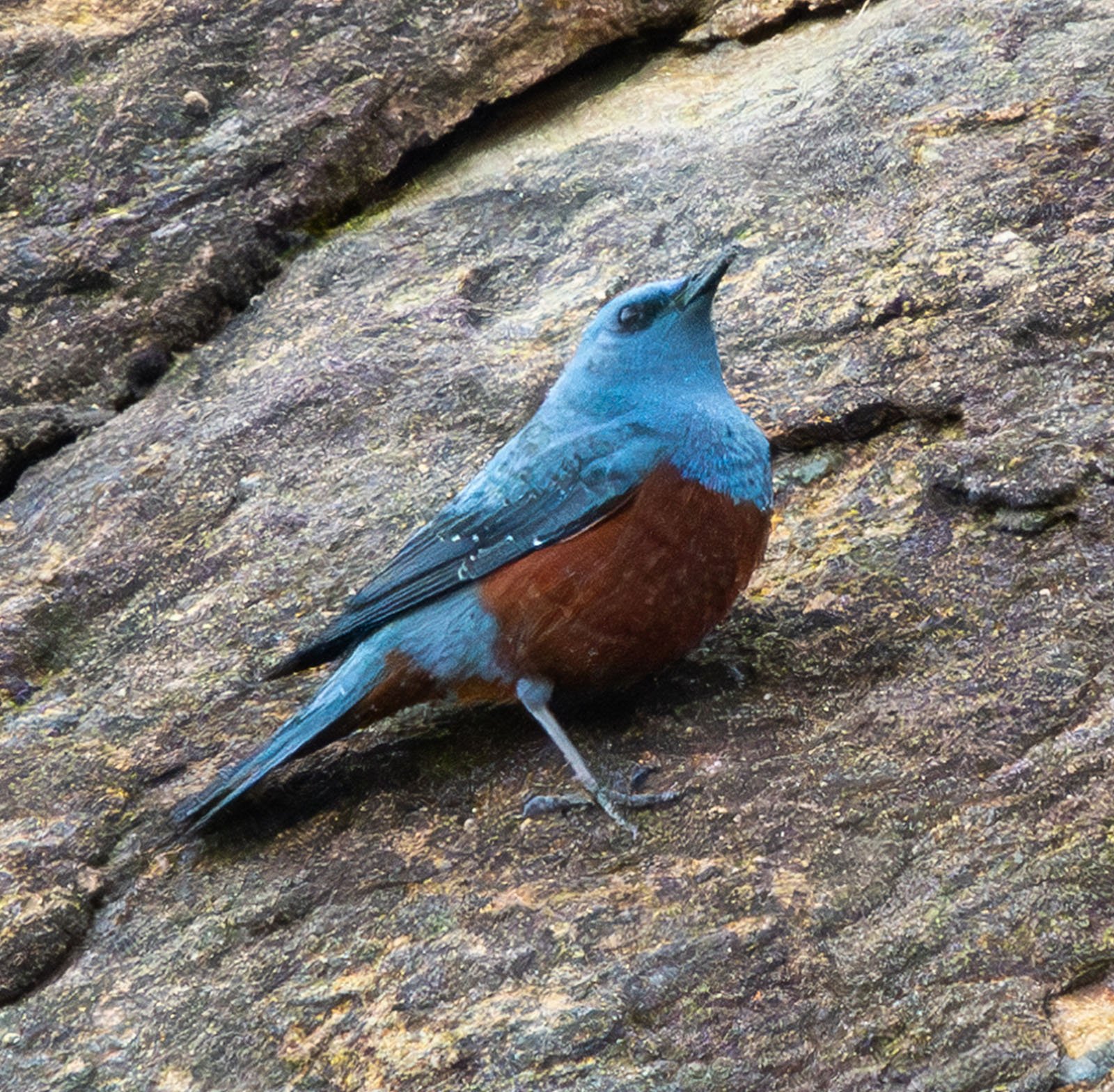 A vibrant chestnut-bellied blue bird perched on a textured rock surface, showing detailed blue and brown plumage.