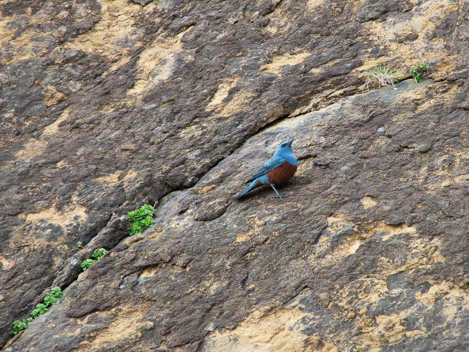 A blue rock thrush perched on a rugged, textured rock face with small patches of green vegetation.