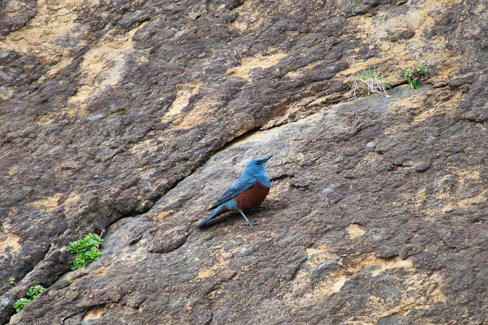 A blue bird with a rust-colored belly perched on a rocky slope with sparse vegetation. the bird is sharply focused against the textured, earth-toned rock background.