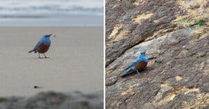 A split image showing a blue bird on the left standing on sandy ground and on the right standing on a rocky surface, highlighting its vibrant blue and brown plumage in different environments.