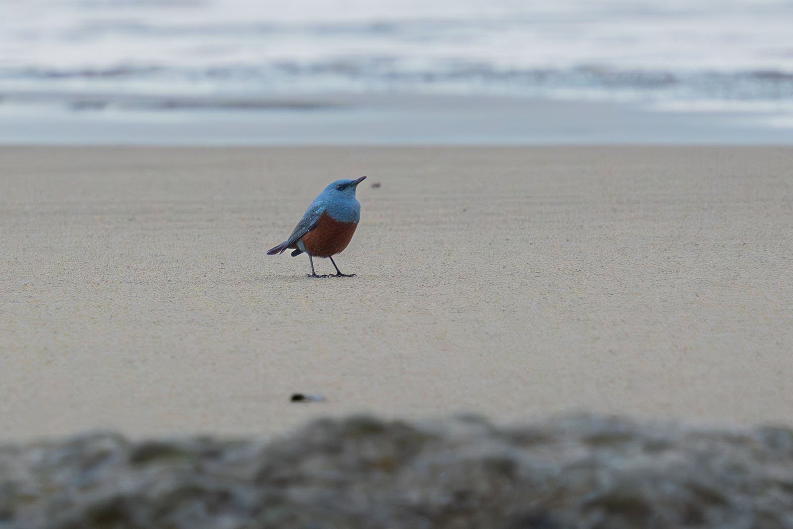 A vibrant blue bird stands on a sandy beach, with gentle ocean waves in the background and a blurred rocky foreground.