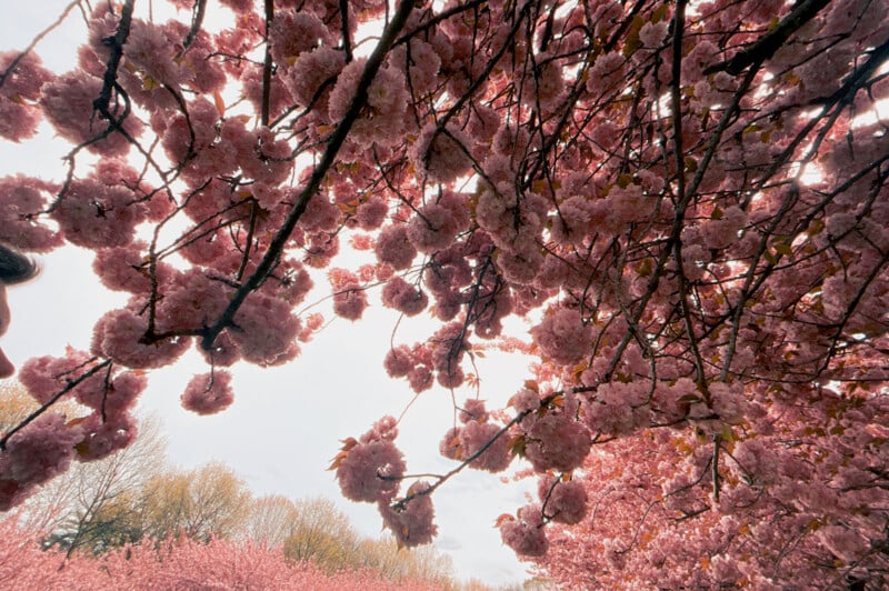 Low-angle view of vibrant pink cherry blossoms against a bright sky, showing dense floral branches, conveying a lush, springtime scene.