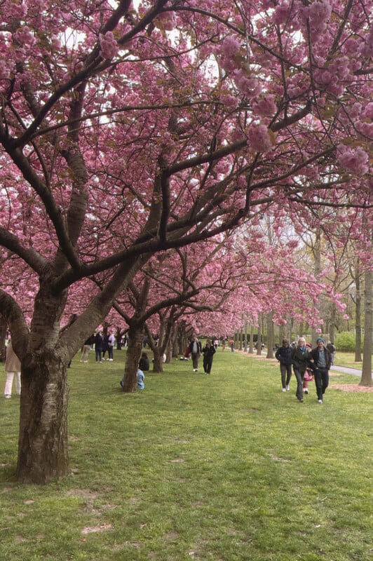 People walking under vibrant pink cherry blossom trees in a park, creating a picturesque spring scene with lush green grass.