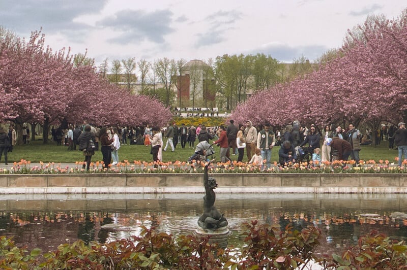 Cherry blossoms in full bloom frame a bustling scene at a public garden where people stroll near a pond with a statue centerpiece.