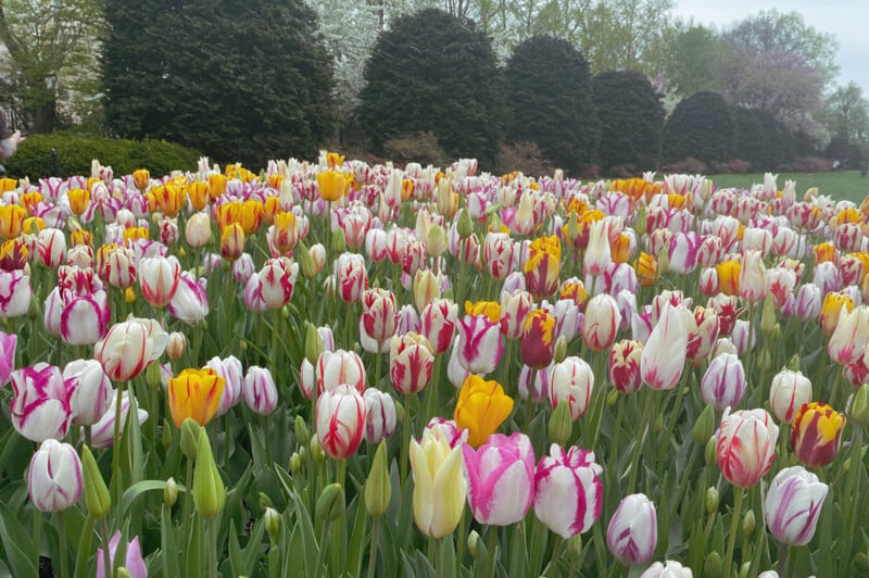 A vibrant field of multicolored tulips in full bloom, with a background of lush green trees under an overcast sky.
