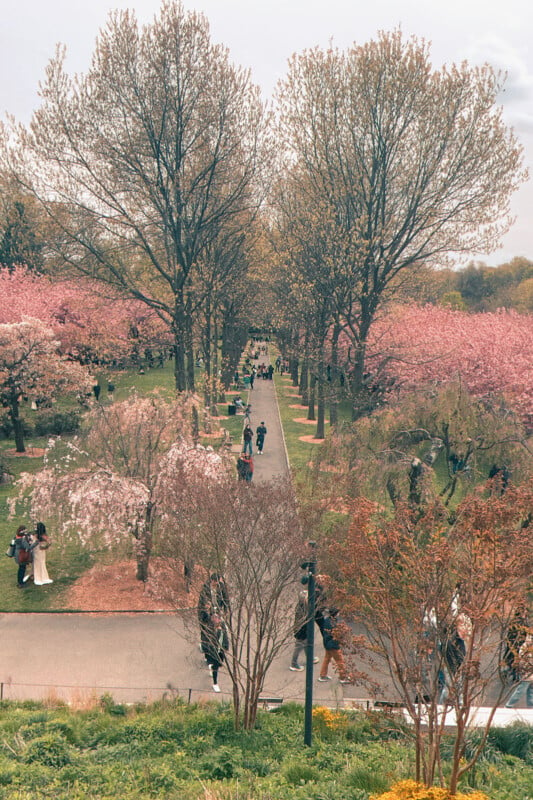 A vibrant spring scene in a park with rows of blooming cherry trees in pink shades, people walking along the pathways, and lush green grass on a sunny day.