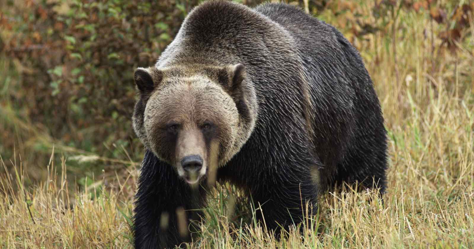 Photographer Helps Grizzly Bear Narrowly Escape Oncoming Train | PetaPixel