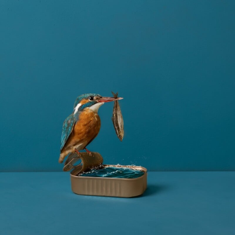A kingfisher perched on the edge of a tin can filled with water, holding a fish in its beak against a plain blue background.