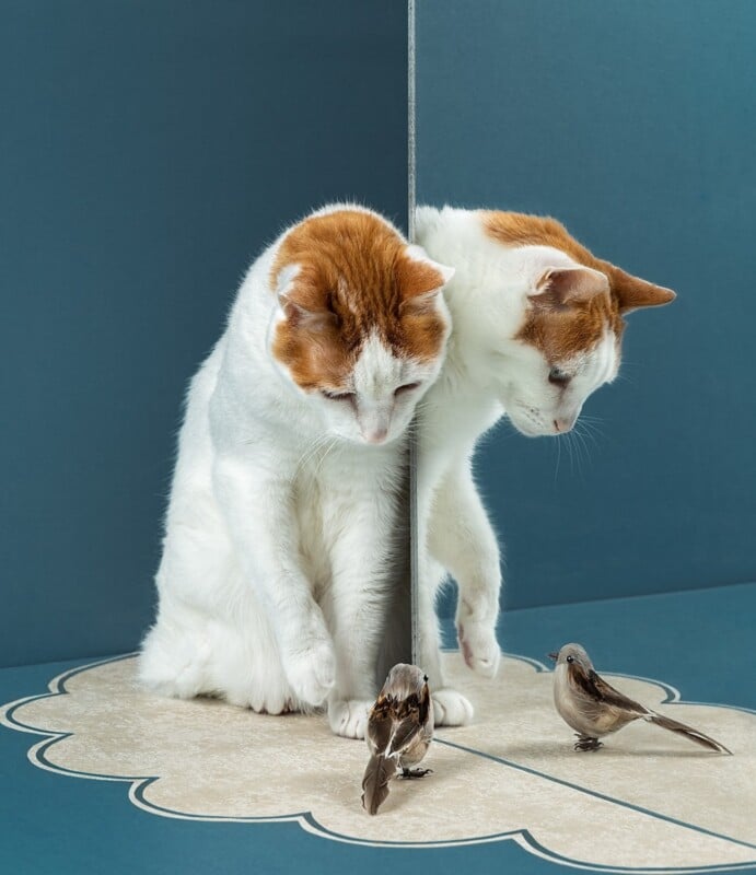 Two white and ginger cats sit by a pole, curiously observing two small birds on a patterned floor, against a blue background.