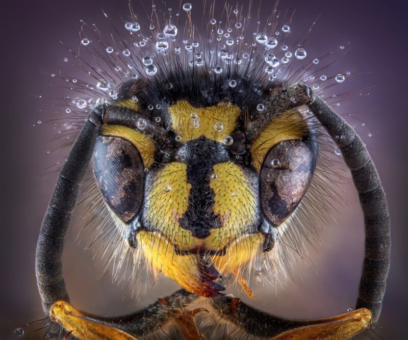 Close-up image of a wasp's head, showing detailed textures of its eyes, antennae, and yellow-black striped face covered in tiny water droplets.
