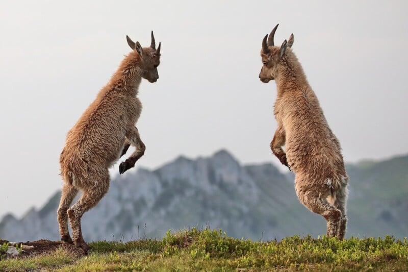 Two ibexes stand on hind legs facing each other in a grassy mountainous area, seemingly engaged in a playful or confrontational interaction.
