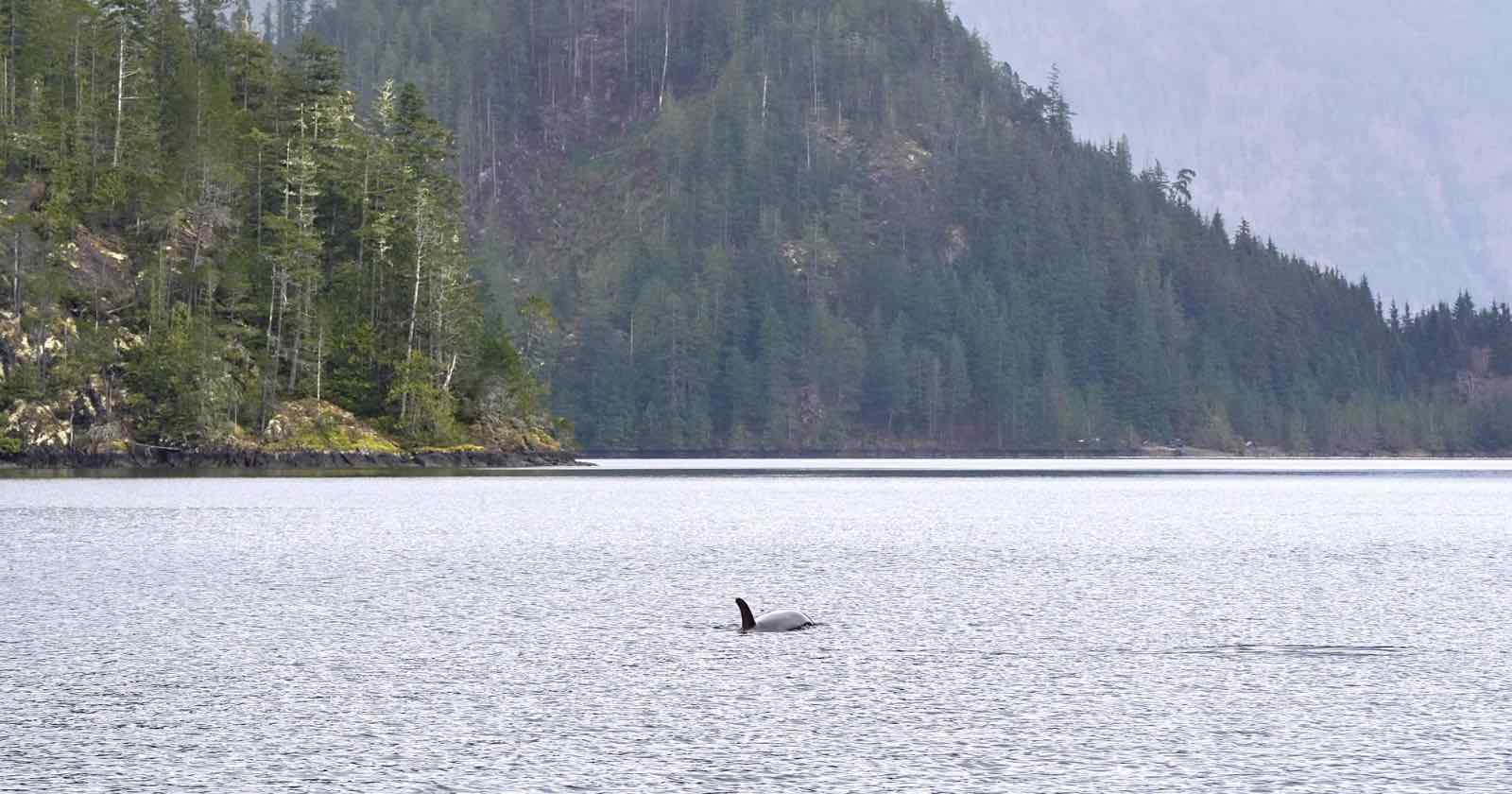 Photographers Asked to Help Reunite Stranded Baby Orca With its Pod