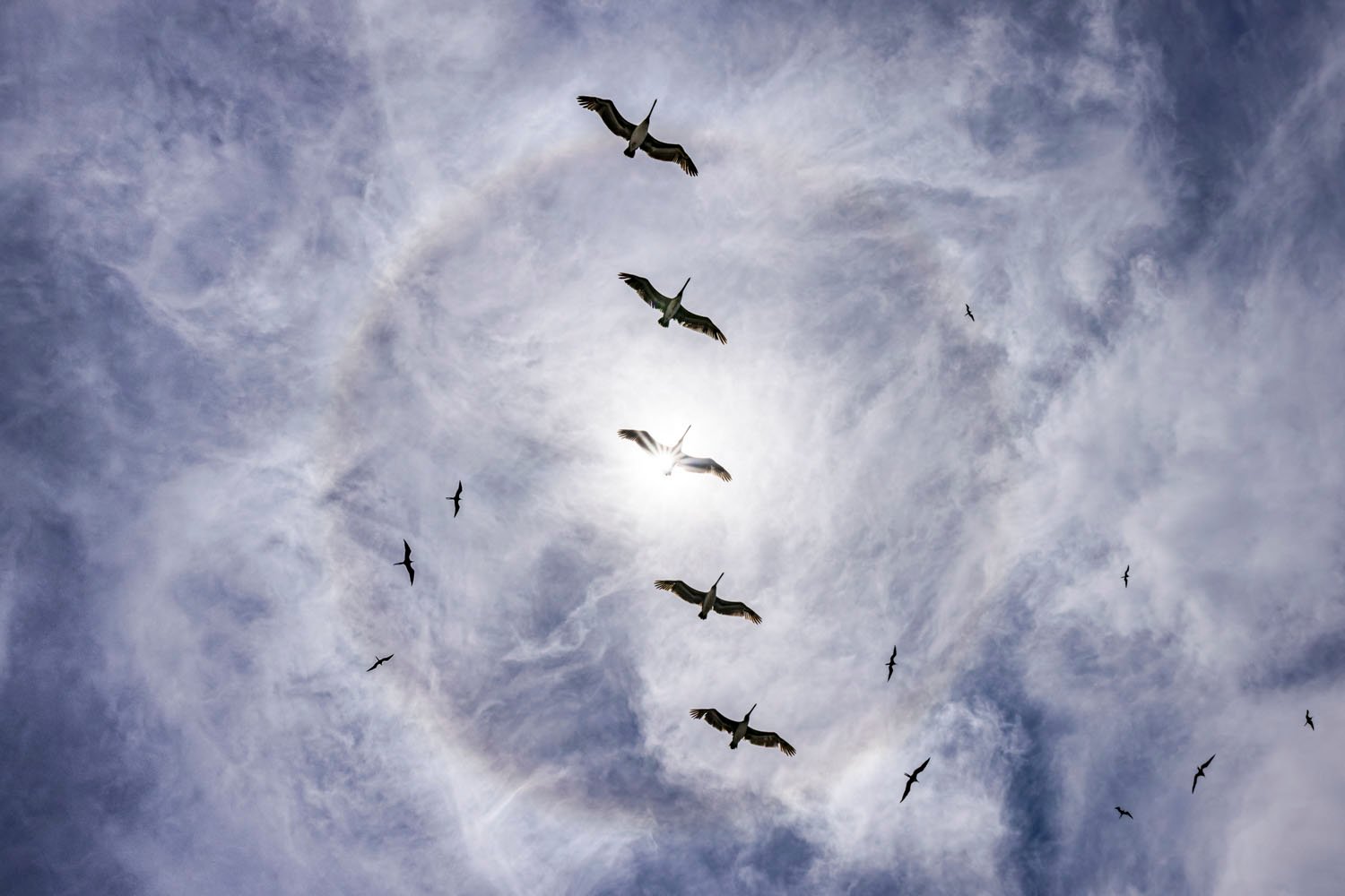 Una bandada de pájaros vuela alto en un cielo espectacular, con nubes tenues que rodean un sol brillante en el centro, formando un efecto de halo radiante.