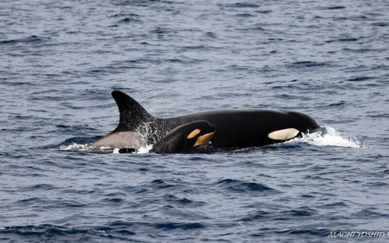 An orca and her calf swimming in the ocean, with the calf close to the adult. the adult orca's dorsal fin is prominently visible against the wavy blue water.