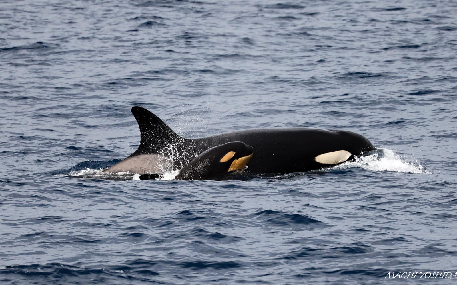 Japanese Photographer is Living Her Dream Capturing Orcas All Over the ...