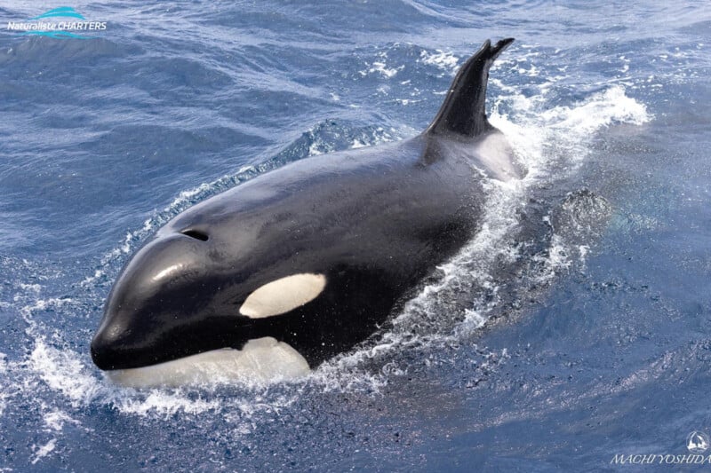 An orca whale swimming near the surface of the ocean, cutting through blue waters, captured in a high resolution photo showcasing detailed black and white markings.