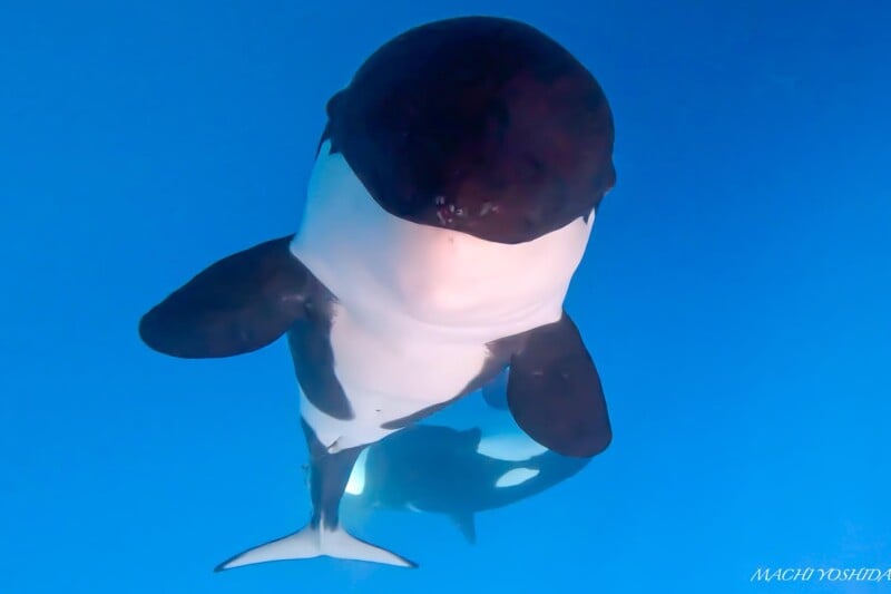 An orca swimming directly towards the camera in clear blue water, viewed from below, showcasing its distinct black and white coloration.