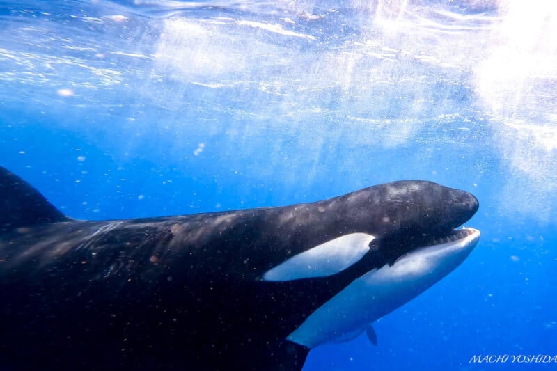 An orca swims gracefully underwater, its distinctive black and white body contrasting vividly with the deep blue surroundings. sunlight penetrates the water, creating a shimmering effect.