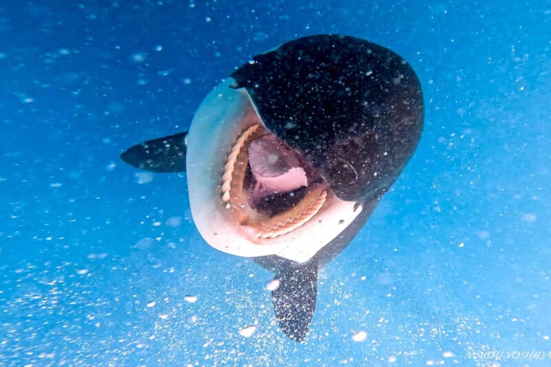 An underwater photo of a manta ray seen from the front, mouth open, against a clear blue ocean background.