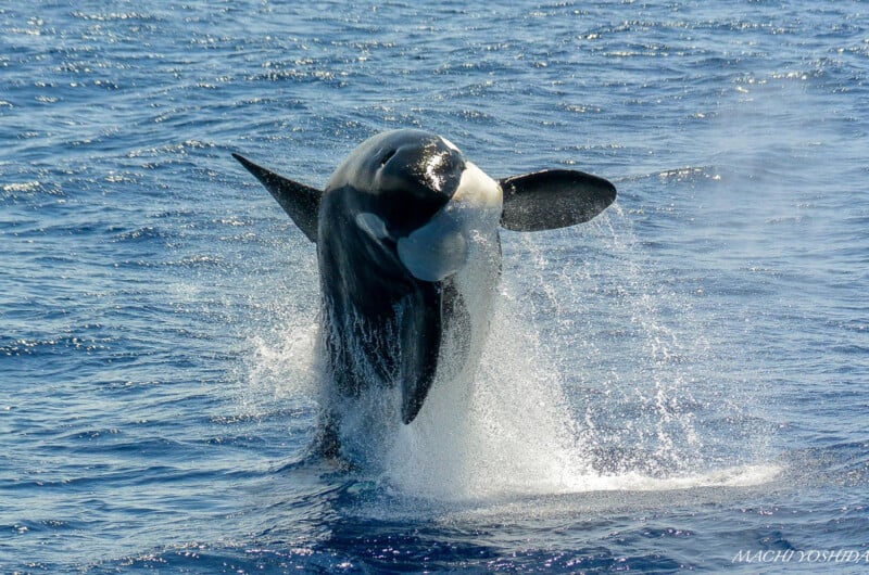 A killer whale breaching the surface of a deep blue ocean, creating a splash of water around it, under a clear sky.