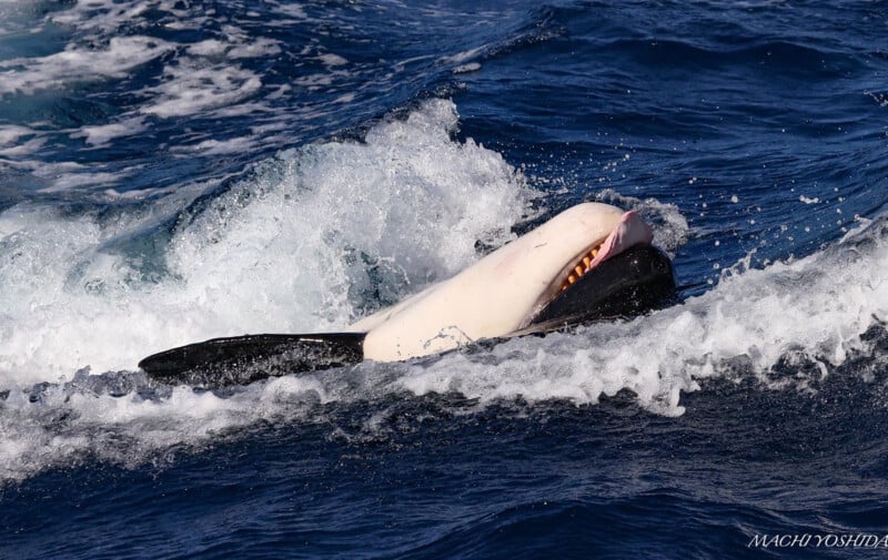 An orca whale breaches the water's surface, its mouth partially open displaying red gums and sharp teeth, with dynamic splashes of ocean water around it.