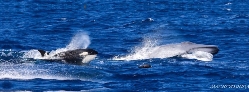 An orca and a humpback whale swimming in deep blue ocean waters, with splashes created by their movements visible above the surface.