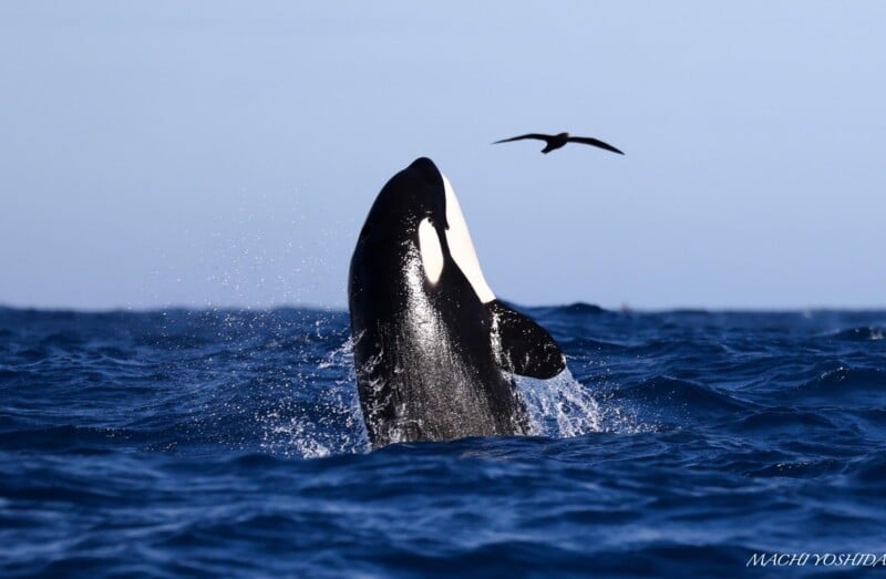 an orca spy hopping