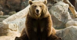 tourist mauled selfie brown bear lowered down car window