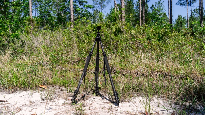 The Ulanzi camera tripod stands on sandy soil, surrounded by a dense forest of tall pine trees and lush green underbrush under a clear blue sky.