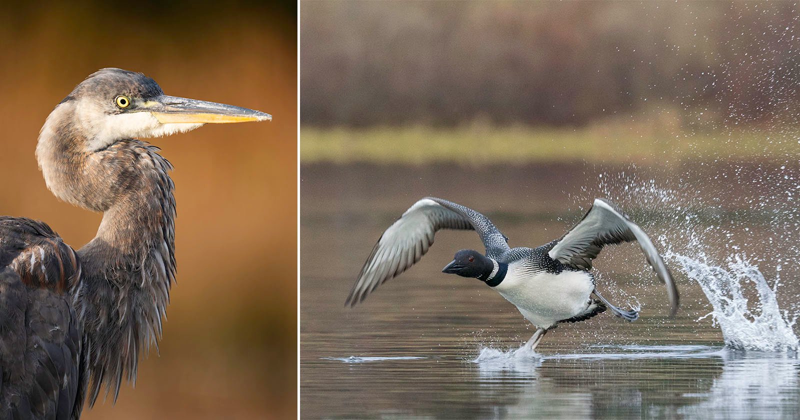 A split image featuring a close-up of a great blue heron on the left and a common loon taking off from water, creating a splash, on the right. both set against natural, blurred backgrounds.