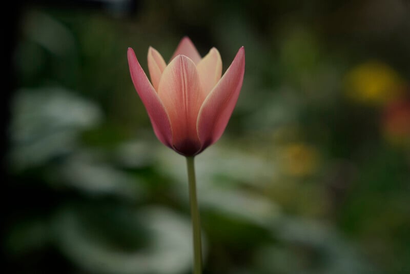A close-up of a single tulip with pink and yellow petals in full bloom. The background is softly blurred, highlighting the flower's delicate structure and colors, set against a backdrop of green foliage.