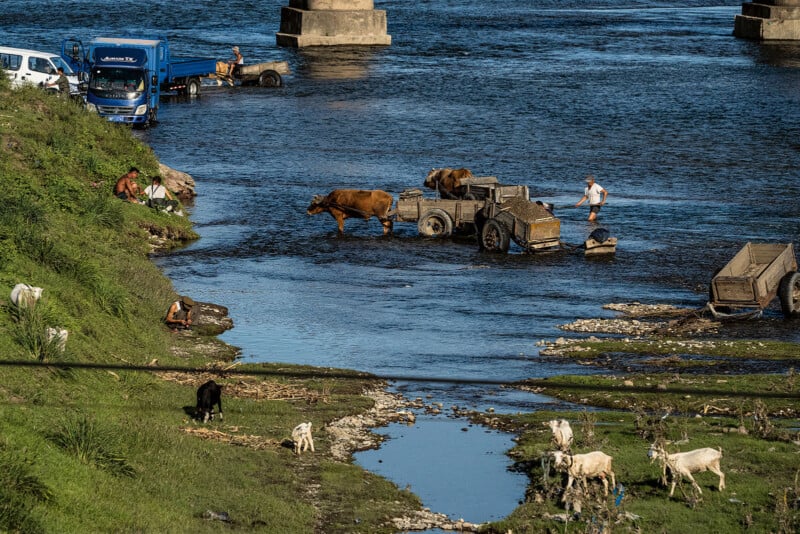 A rural scene of people and animals near and in a river. Trucks are parked close to the water, and cattle are walking through the river. Individuals are engaged in various activities, including some near the vehicles and others tending to cows and goats.
