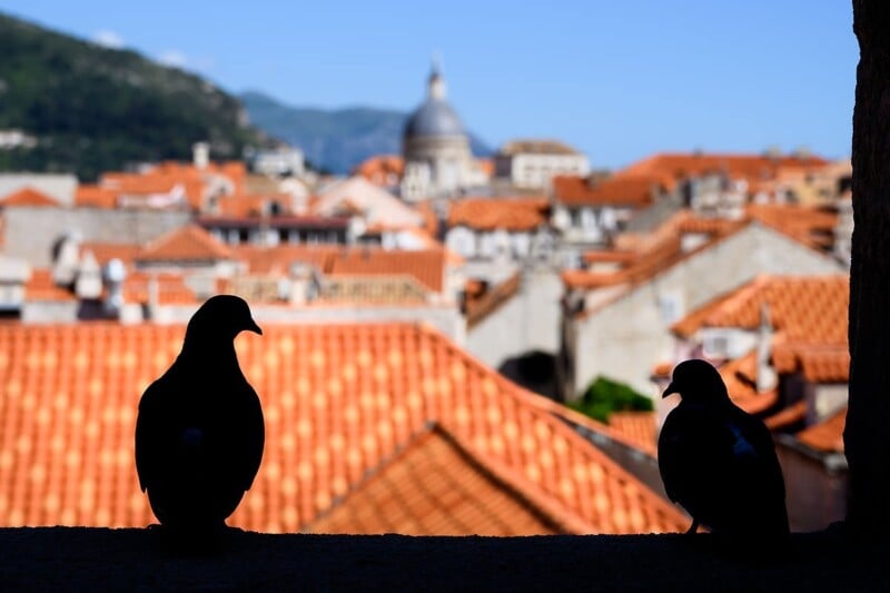 Silhouetted pigeons perched on a ledge overlook a cityscape with red-tiled roofs and a prominent dome structure in the background, set against a bright, clear sky and distant green hills.