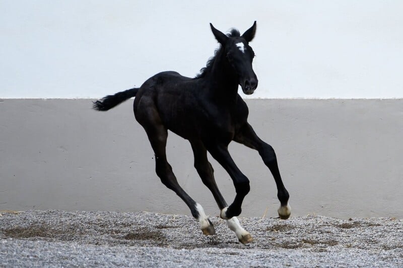 A black foal with a small white marking on its forehead and white markings on its feet runs energetically across a gravel area in front of a plain beige and white wall. Its mane and tail flow with its movement.