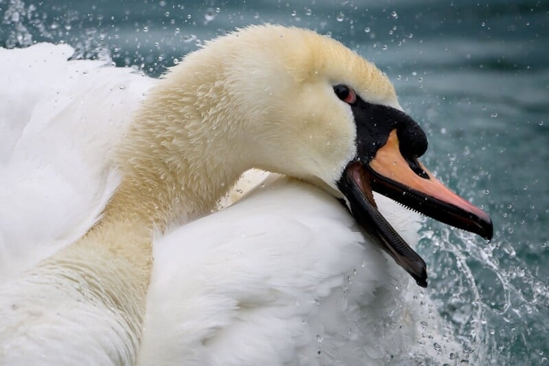 A close-up of a white swan with its beak open and water splashing around it. The swan's plumage is wet, and the background is a rippling body of water.